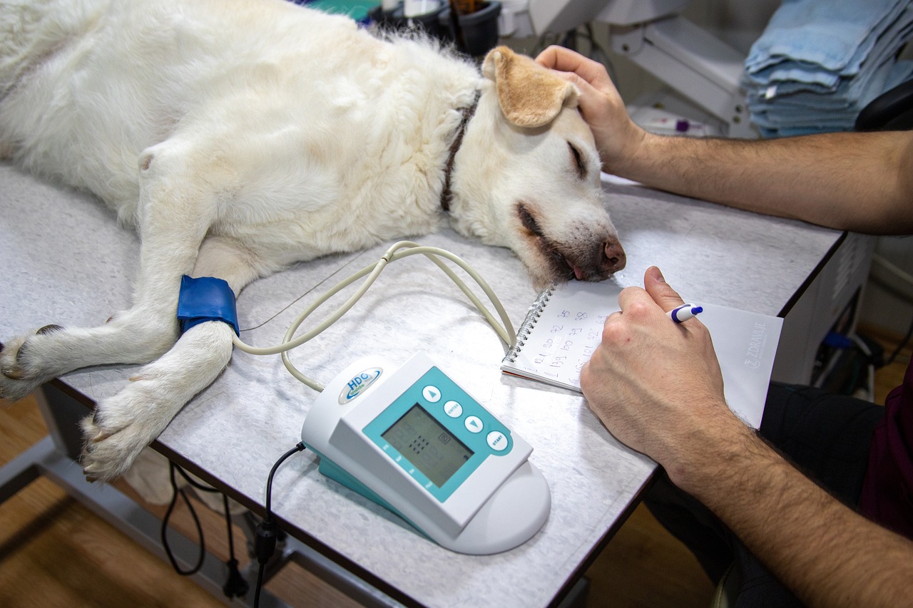 veterinary, blood pressure, pressure measurement, ecg, record, heart, cardiac examination, medicine, heart disease, dogs, cardiovascular pressure, dog examination, veterinary examination, nature, dog on examination, animal, vet, white, doctor, veterinarian, pet, canine, veterinary, veterinary, vet, vet, vet, vet, vet, veterinarian, veterinarian, veterinarian, veterinarian